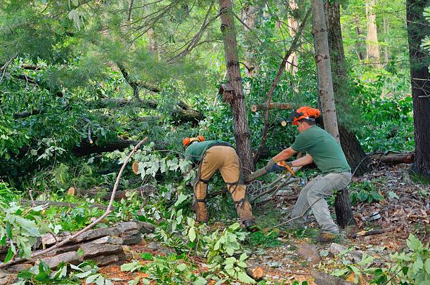 Best Tree Removal Near Me  in Murphys, CA